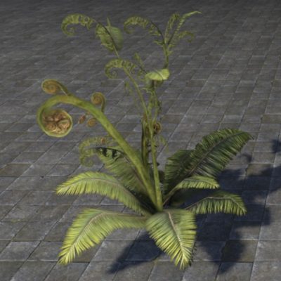Fern Plant, Green Curly