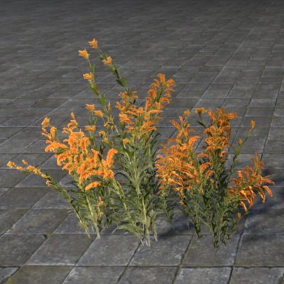 Flowers, Healthy Goldenrod