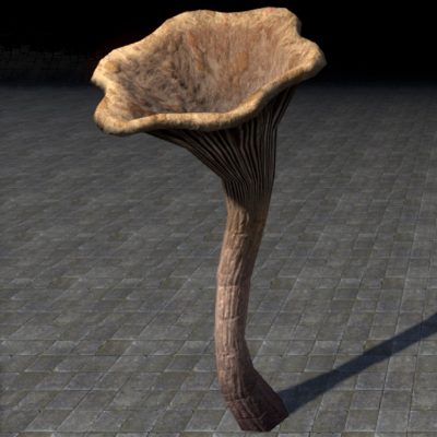 Mushrooms, Tall Chanterelle