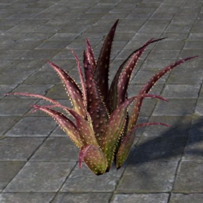 Plant, Red Aloe