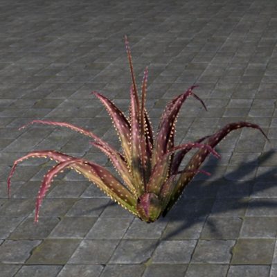 Plant, Red Aloe Succulent