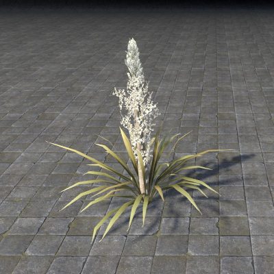 Plant, Tall Flowering Yucca